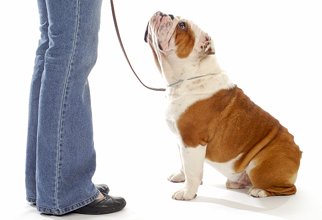 Dog Obedience Training