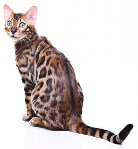 Cat isolated on white background. Bengal kitten