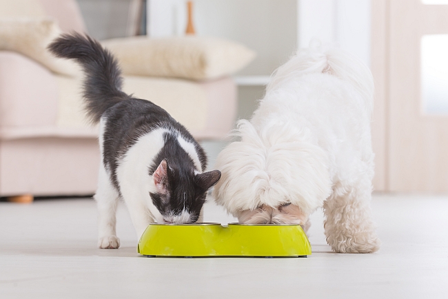 dog and cat eating from same pet food bowl
