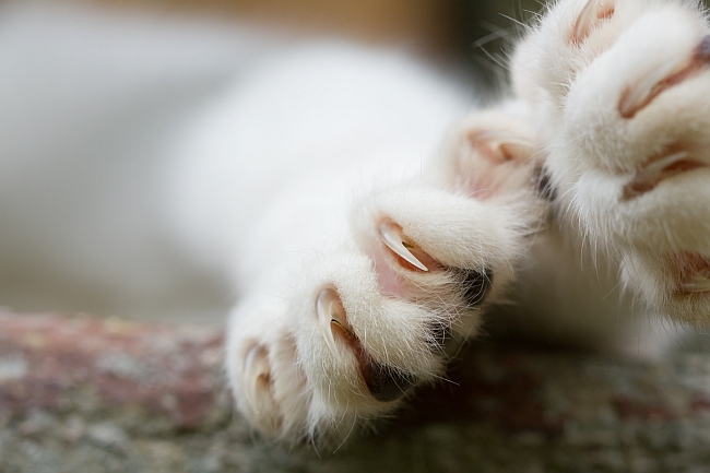 cat paws with its claws out