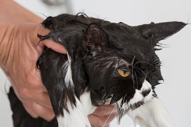 wet cat just out of a bath