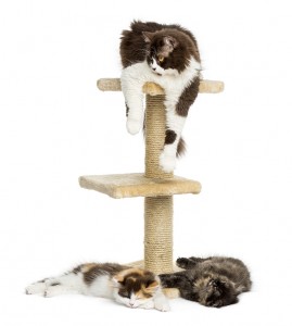 Cats lying on a cat tree