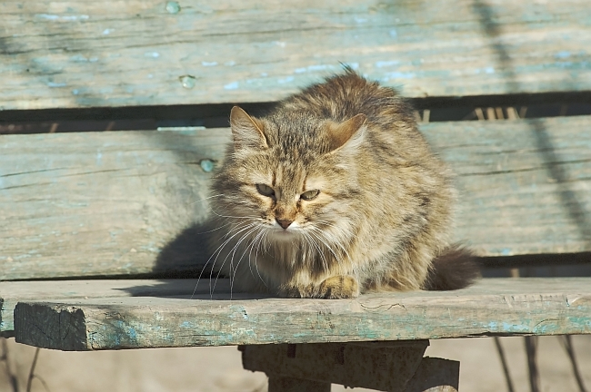 Feral cat sitting on bench
