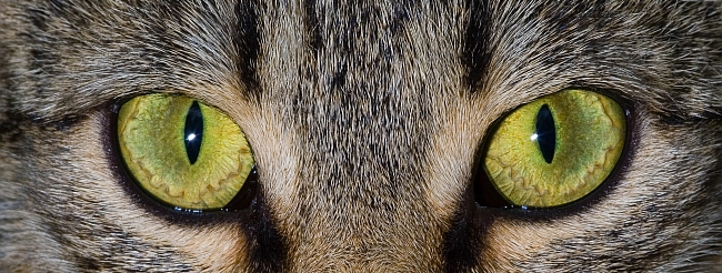 close up of cat's eyes