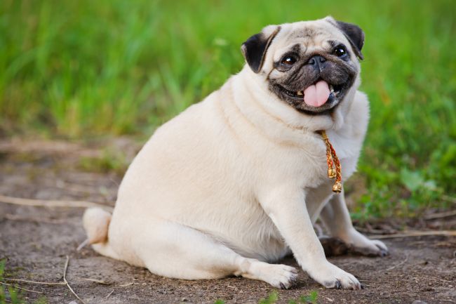 Obesity is just as serious a health issue for pets as it is for their owners.