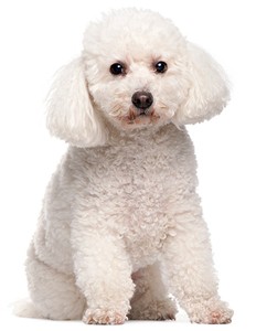 poodle