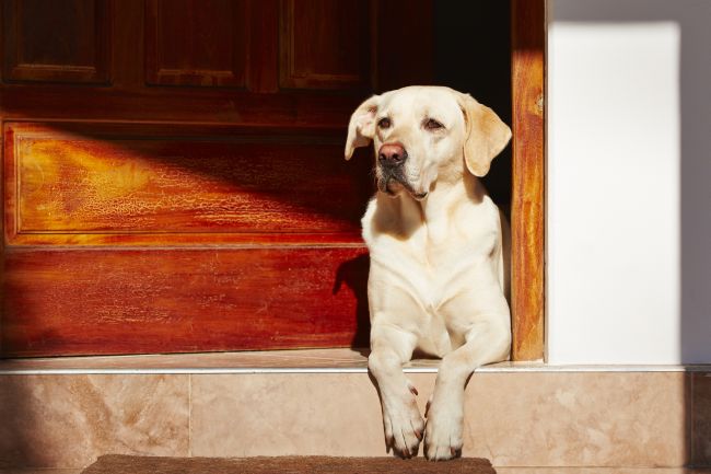 dog waiting by a door