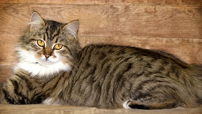 Maine Coon cat