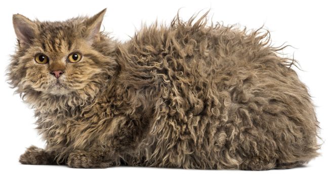Selkirk Rex