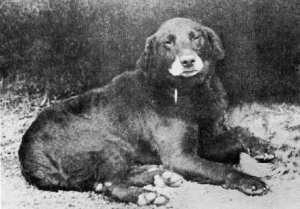 Buccleuch Avon – Father to the Labrador breed