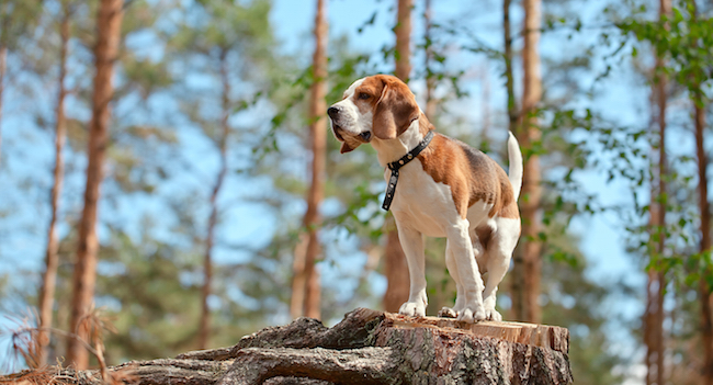 Beagle in forest