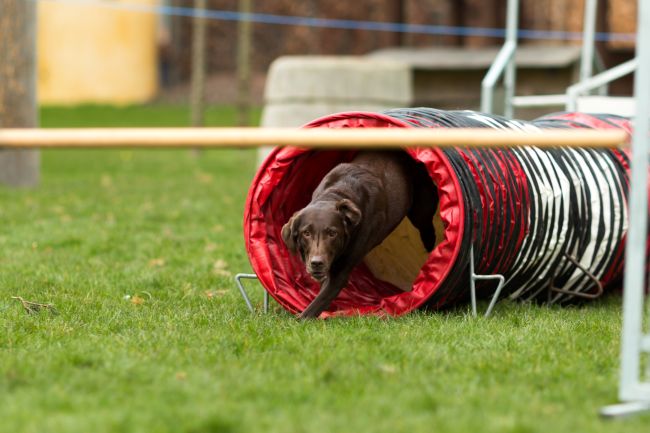Chocolate lab running an agility course