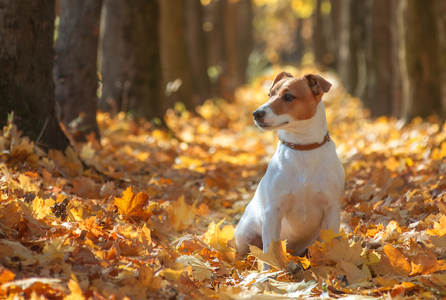 Jack Russel Terrier sitting in autumn leaves