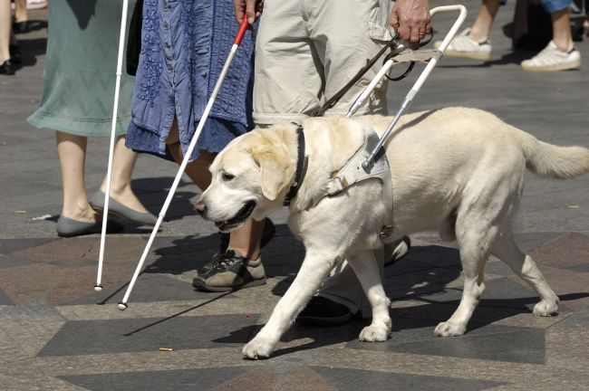 labrador guide dog