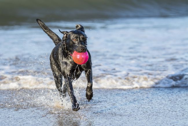 labrador retriever running on the beach