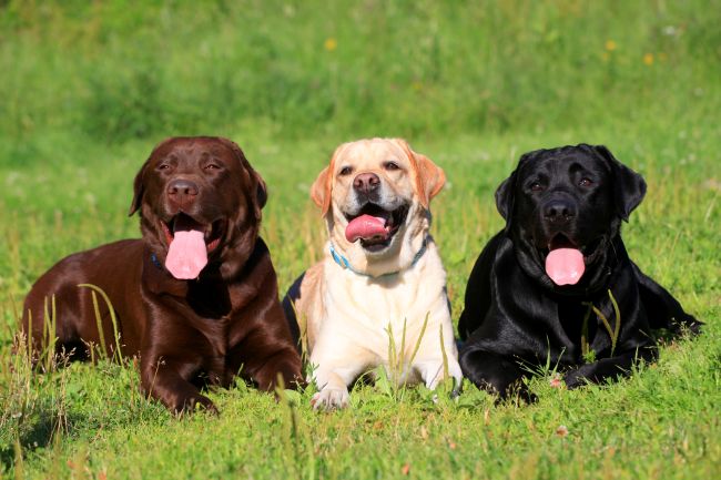Labrador Retrievers (chocolate, yellow, black)