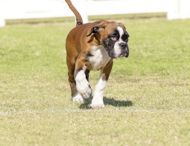 are valley bulldogs hypoallergenic