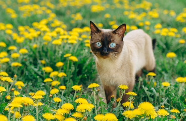 Siamese cats have very distinct and unmistakable coloring.