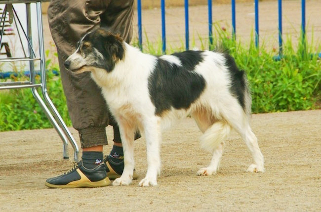 Aidi (Atlas mountain Dog)