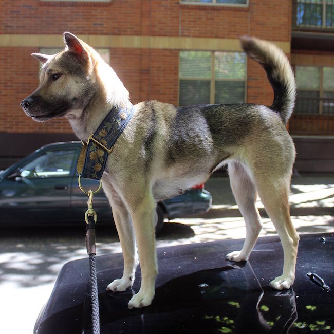 Kishu (Courtesy @Blankles)