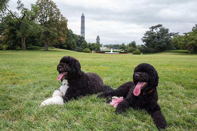 Bo and Sunny, the Obama family pets, on the South Lawn of the White House, Aug. 19, 2013. (Official White House Photo by Pete Souza)