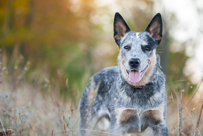 Australian cattle dog