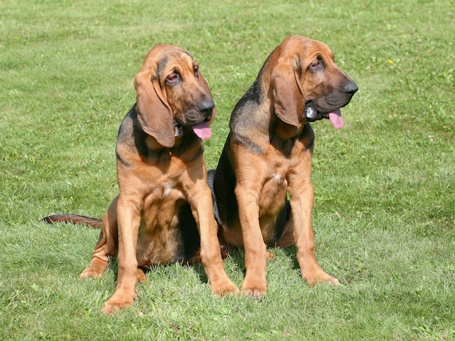 Bloodhound dogs