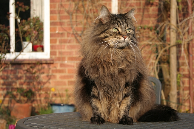 Norwegian Forest Cat