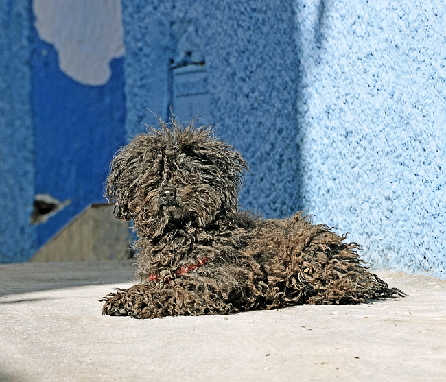 Puppy with developing cords