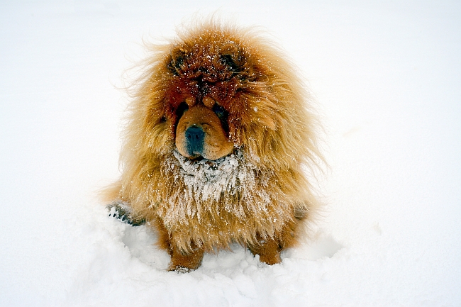 Chow Chow Dog