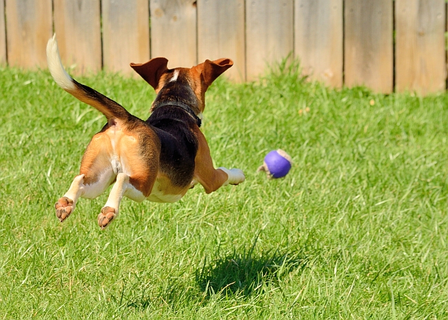beagle chasing ball