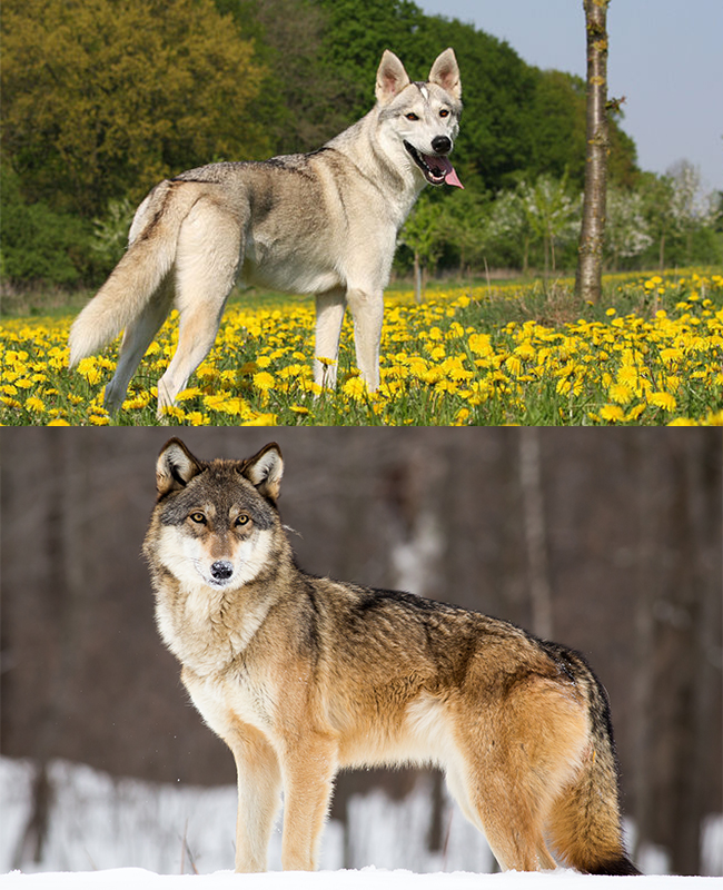 Tamaskan (top) & Wolf (bottom)