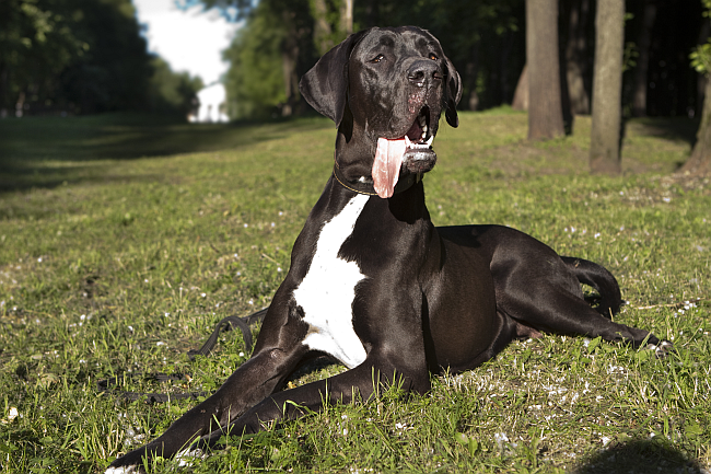 Great Dane dog