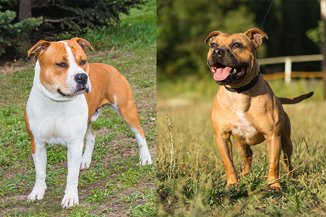 Staffordshire Terrier (left) & Pitbull Terrier (right)