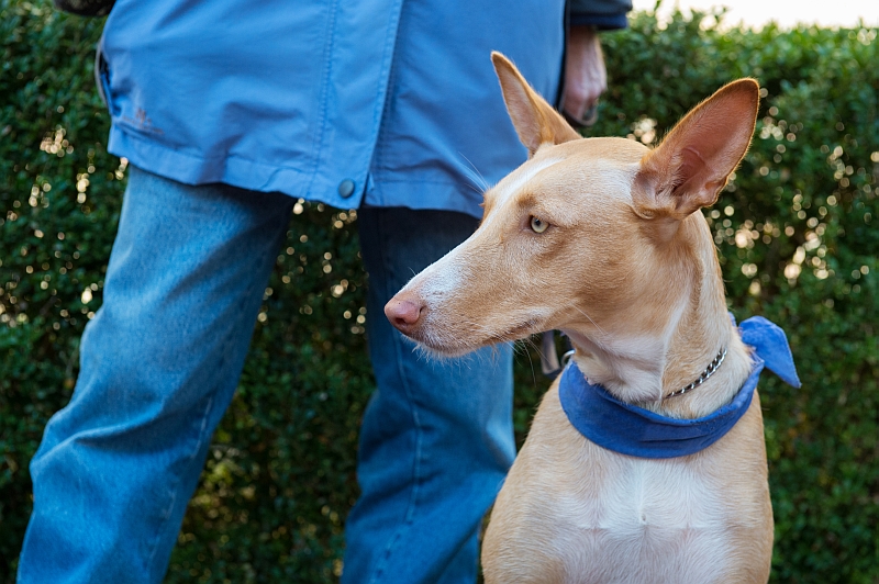 Andalusian Hound