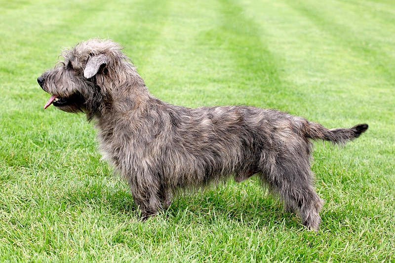 Irish Glen of Imaal Terrier