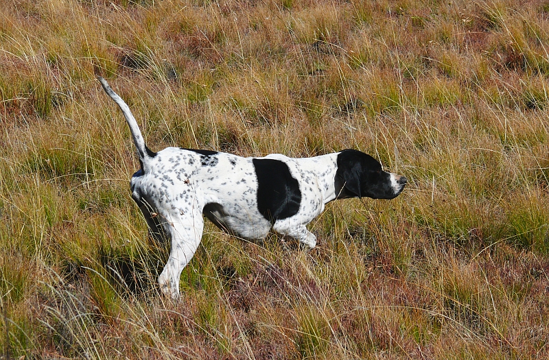 English Pointer