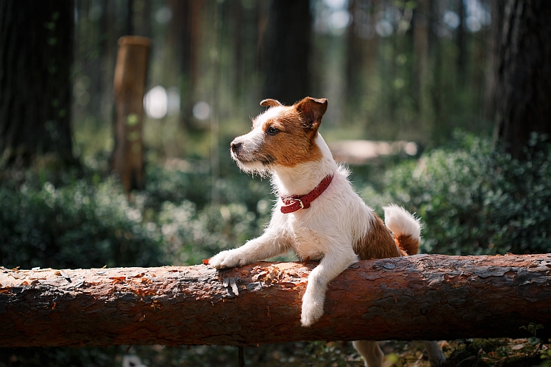 Jack Russell Terrier in forest