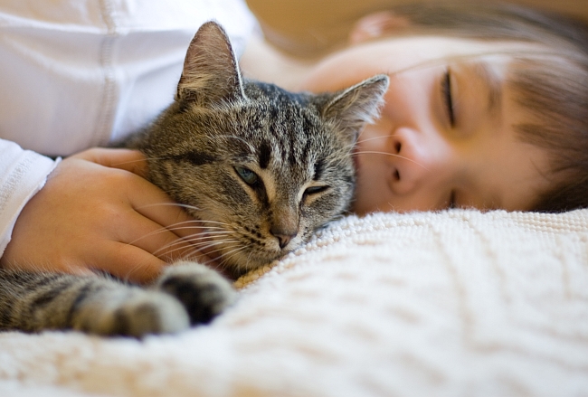 Caring for Your Cat - Pawversity