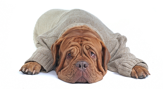 Fighting the Winter Blues:  Dog Depression