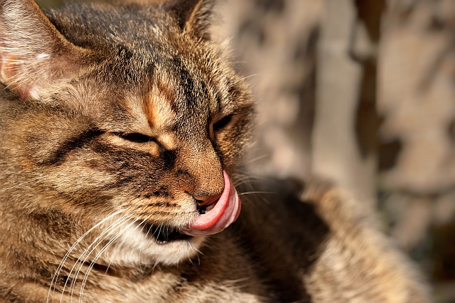Cat Got Your Tongue?  Interesting Facts About Your Cat’s Tongue