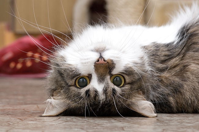 Cat Facts: Interesting & Fun Facts About Cats