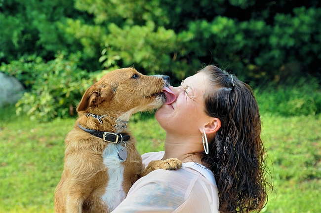 why-do-dogs-lick-each-others-ears-what-you-need-to-know-unamed