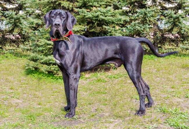 Largest Dog Breeds - Pawversity