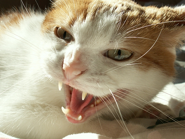 Aggressive Behavior in Domestic Cats
