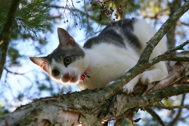 How To Save a Treed Cat