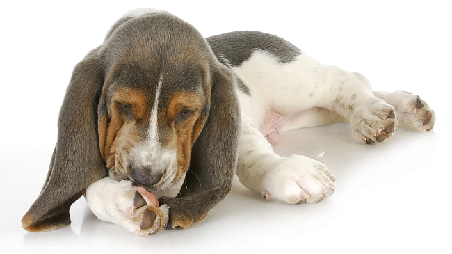 Why Do Dogs Chew on Their Paws?