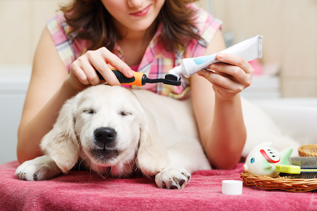 Oral Hygiene Products for Pets
