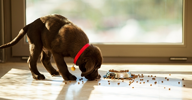 why-do-dogs-take-food-out-of-the-bowl-before-eating-pawversity