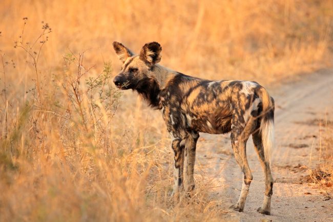 Endangered Wild Dogs, Foxes and Wolves